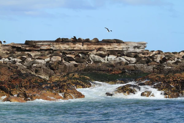 海豹在南非海滩 — 图库照片