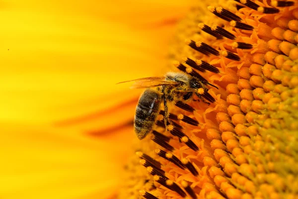蜜蜂是收集蜂蜜 — 图库照片
