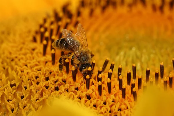 蜜蜂是收集蜂蜜 — 图库照片