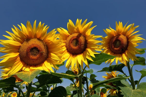 Sunflowers — Stock Photo, Image