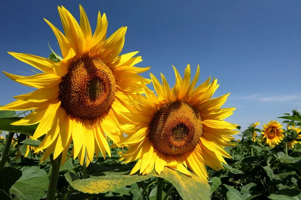 Sunflowers — Stock Photo, Image