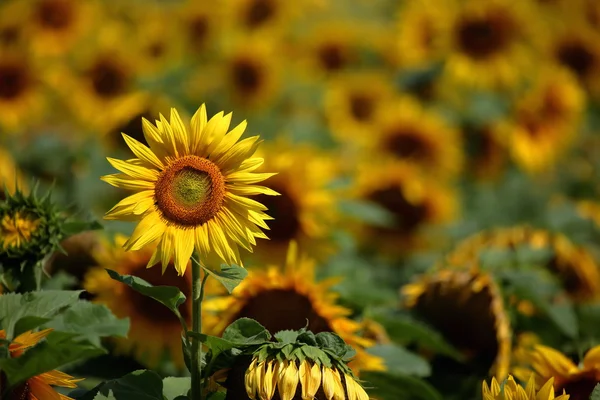 Sunflowers — Stock Photo, Image