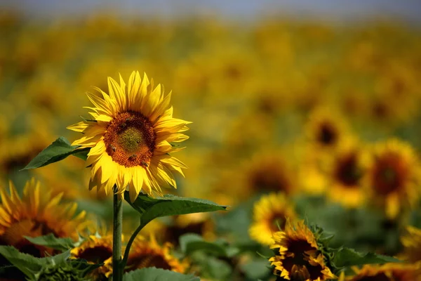 Sunflowers — Stock Photo, Image