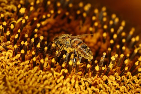 Honey Bees are Collecting Honey — Stock Photo, Image