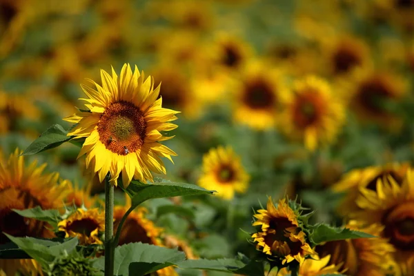 Sunflowers — Stock Photo, Image