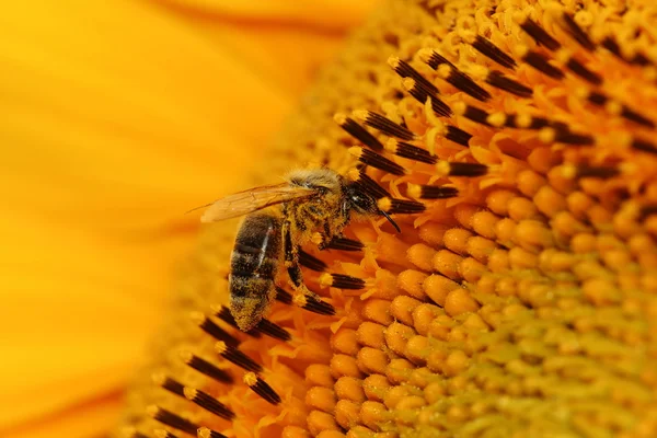 꿀 꿀벌은 꿀 수집 — 스톡 사진