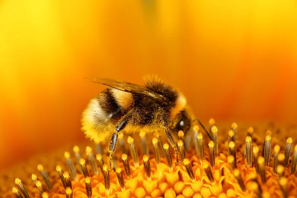 Hommel Stockfoto