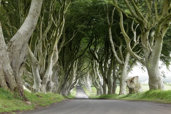 树木在爱尔兰的黑暗树篱的大道 — 图库照片