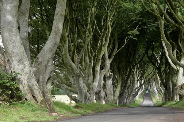 Avenida de árboles Dark Hedges en Irlanda — Foto de Stock