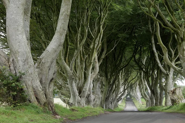 树木在爱尔兰的黑暗树篱的大道 — 图库照片