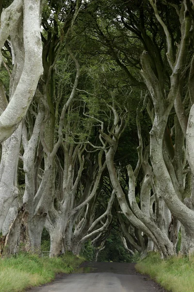 Avenida de árboles Dark Hedges en Irlanda — Foto de Stock
