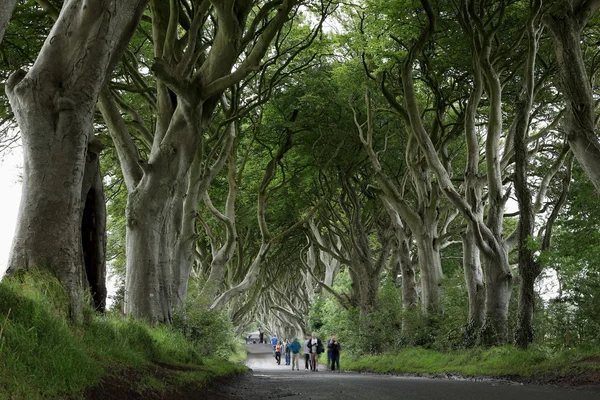 Avenida de árvores Dark Hedges na Irlanda — Fotografia de Stock