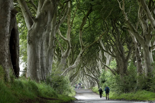 Laan van bomen donkere Hedges in Ierland — Stockfoto