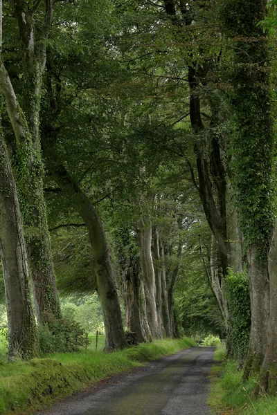 Alley fák, Írország — Stock Fotó