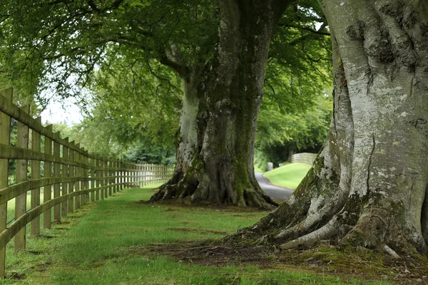 巷子里的树木在爱尔兰 — 图库照片