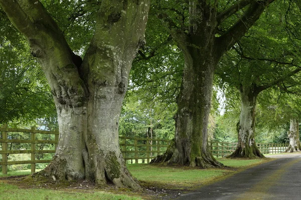 Allée des arbres en Irlande — Photo