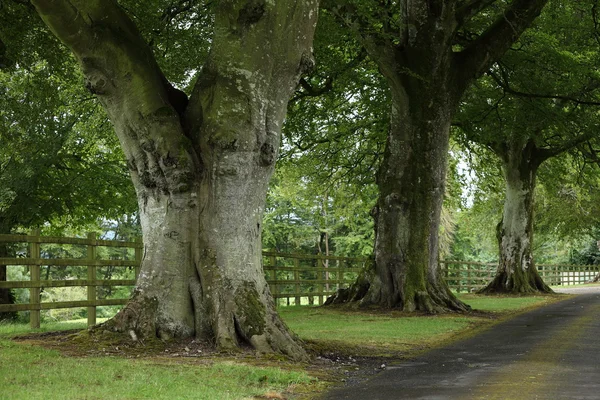 Alley of trees in Ireland — Stock Photo, Image