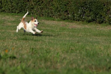 Jack Russell Teriyeri