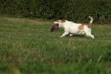 Jack Russell Teriyeri