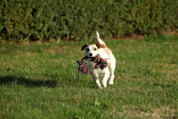 Jack Russell Terrier — Stock Photo, Image