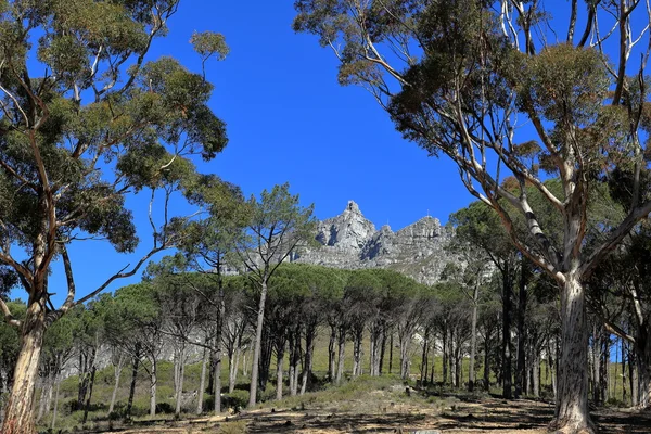 Der Wald am Tafelberg der Kapstadt in Südafrika — Stockfoto