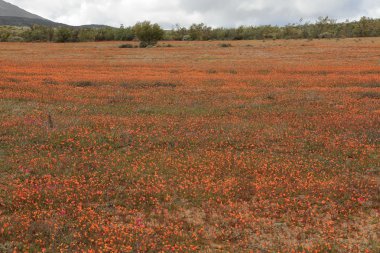 Sea of blossom in the Namib after a rainstorm clipart