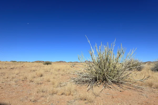 Die kalahari in namibia — Stockfoto