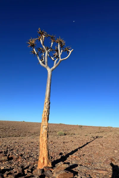 Quiver trees in Namibia — Stock Photo, Image