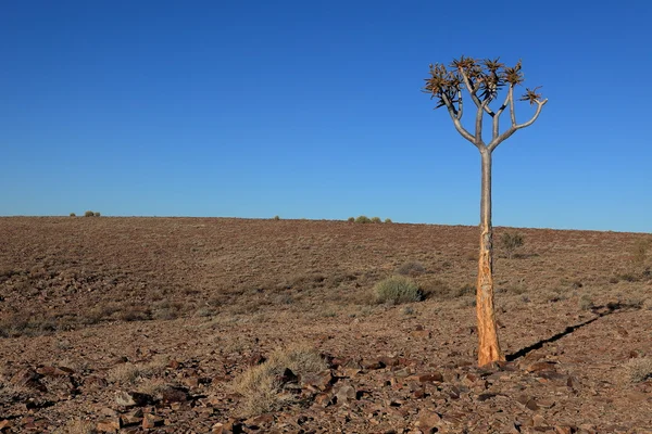 Quiver trees in Namibia — Stock Photo, Image