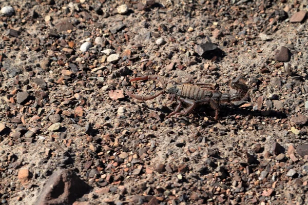 Скорпионы Намибии — стоковое фото