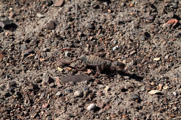 Scorpions in Namibia — Stock Photo, Image