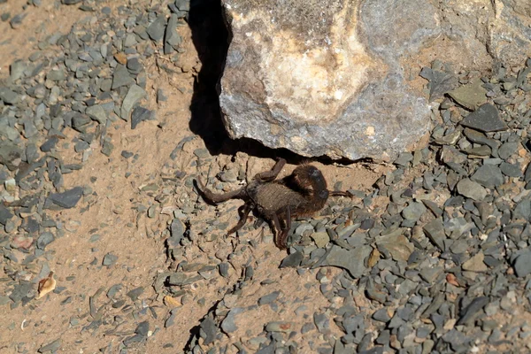 Škorpióni v Namibii — Stock fotografie