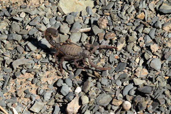 Scorpioni in Namibia — Foto Stock