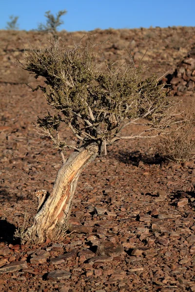 The Kalahari in Namibia — Stock Photo, Image