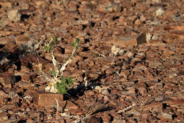 Die kalahari in namibia — Stockfoto