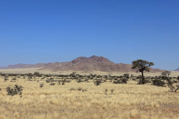 Savannah krajina v Namibii — Stock fotografie