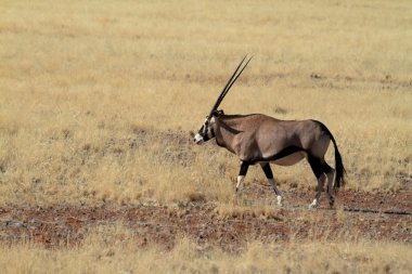 Namibya Savannah Oryx antilop
