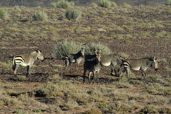 Zèbres dans la savane de Namibie — Photo