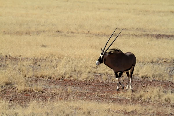 Антилопа Орикса в саванне Намибии — стоковое фото