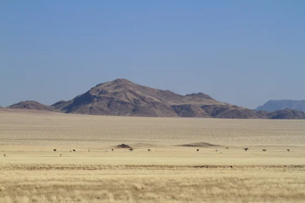 Savannah landscape in Namibia — Stock Photo, Image