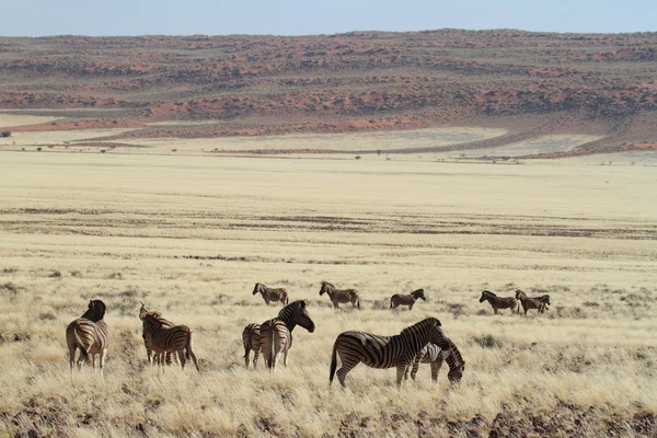 Zebra's in de savanne van Namibië — Stockfoto