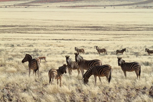 Zebras na savana da Namíbia — Fotografia de Stock