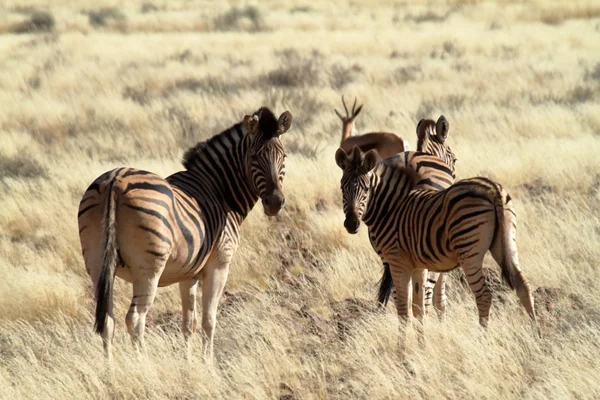 Зебры в саванне Намибии — стоковое фото