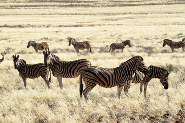 Zebry v savaně Namibie — Stock fotografie