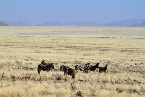 Zebras na savana da Namíbia — Fotografia de Stock
