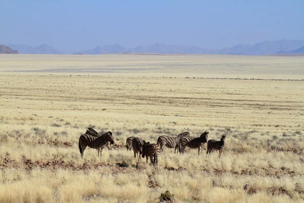 Cebras en la sabana de Namibia — Foto de Stock