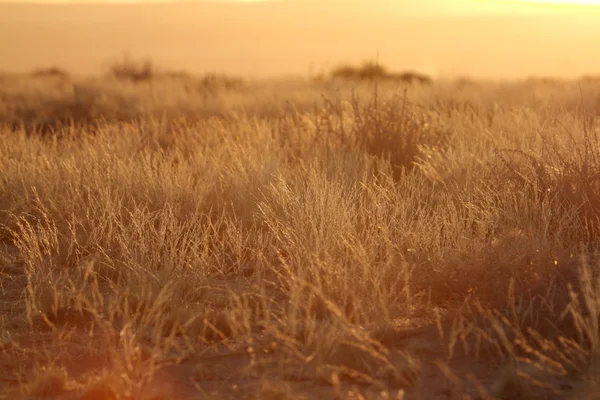 Pôr do sol na savana da Namíbia em África — Fotografia de Stock