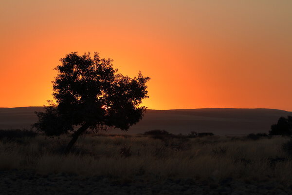 Sunset in the savannah of Namibia in Africa