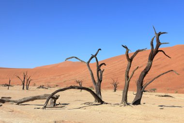 Namib Çölü Deadvlei ve Sossusvlei Namibya
