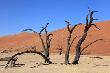 Namib Çölü Deadvlei ve Sossusvlei Namibya